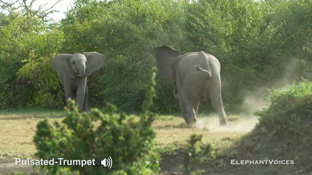 Pulsated-Trumpet. Context: Social Play (3)