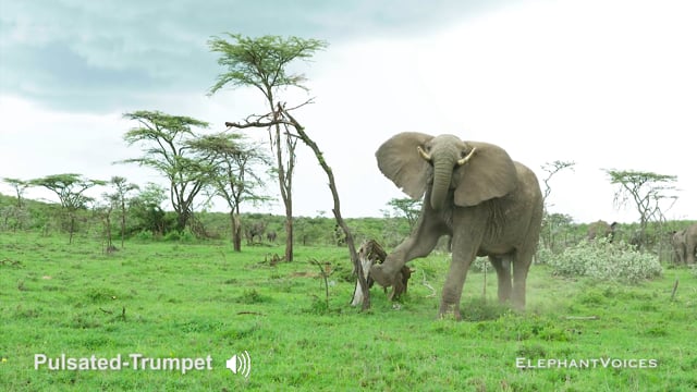 Pulsated-Trumpet. Context: Social Play (2)