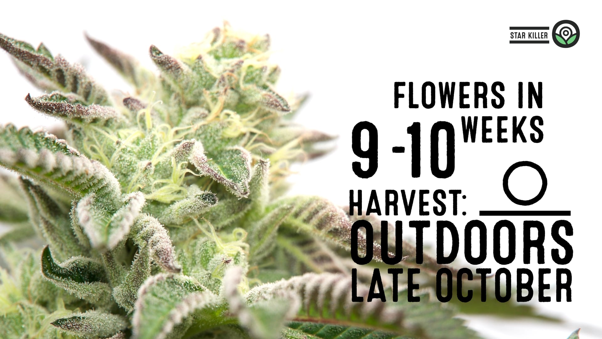 Star Killer Feminized Cannabis Seeds