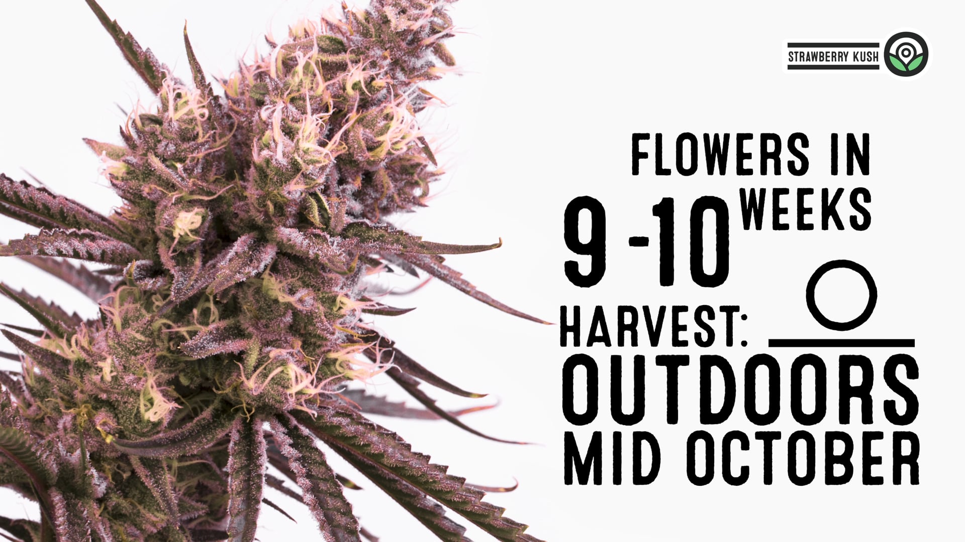 Strawberry Kush Feminized Cannabis Seeds