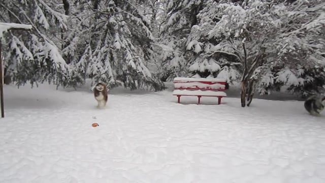 do underground dog fences work under snow