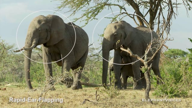 Rapid-Ear-Flapping. Context: Affiliative (2)