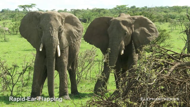 Rapid-Ear-Flapping. Context: Affiliative (3)