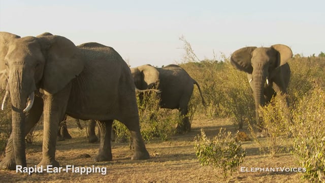 Rapid-Ear-Flapping. Context: Affiliative (4)
