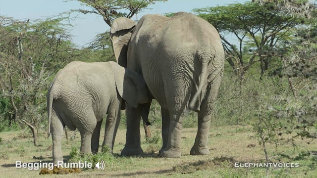 Grumble-Rumble. Context: Calf Nourishment & Weaning (7)