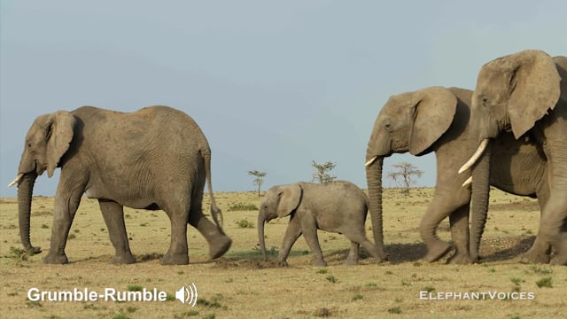 Grumble-Rumble. Context: Calf Nourishment & Weaning (2)