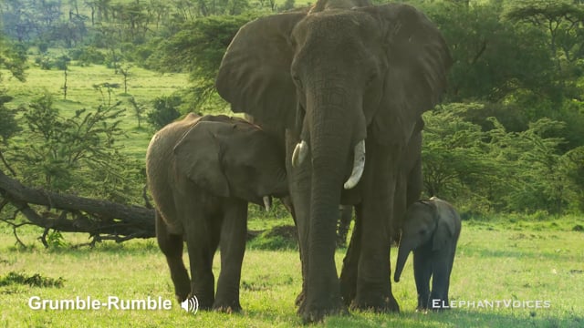 Grumble-Rumble. Context: Calf Nourishment & Weaning (4)