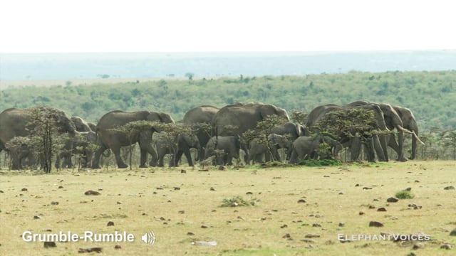 Grumble-Rumble. Context: Calf Nourishment & Weaning (5)