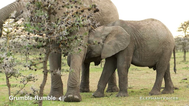 Grumble-Rumble. Context: Calf Nourishment & Weaning (6)