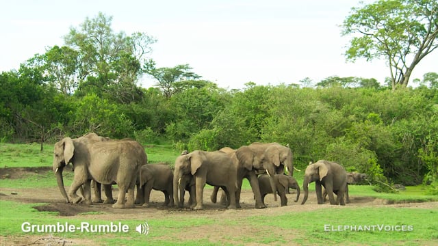 Grumble-Rumble. Context: Protest & Distress (1)