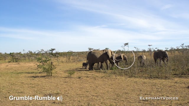 Grumble-Rumble. Context: Protest & Distress (2)