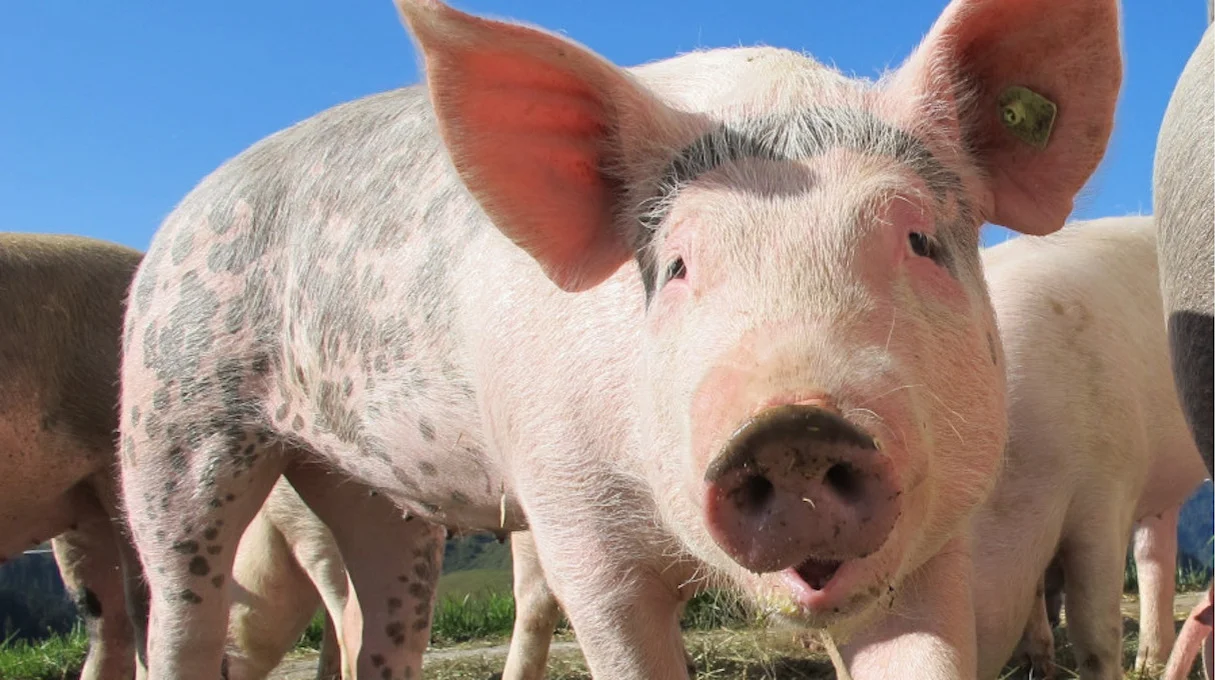 Por que, na China, eles criam porcos em arranha-céus gigantes? - Quora
