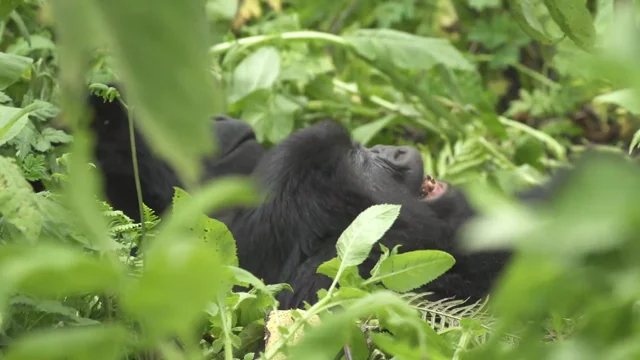 Gorillas Learn to Dismantle Poacher's Traps