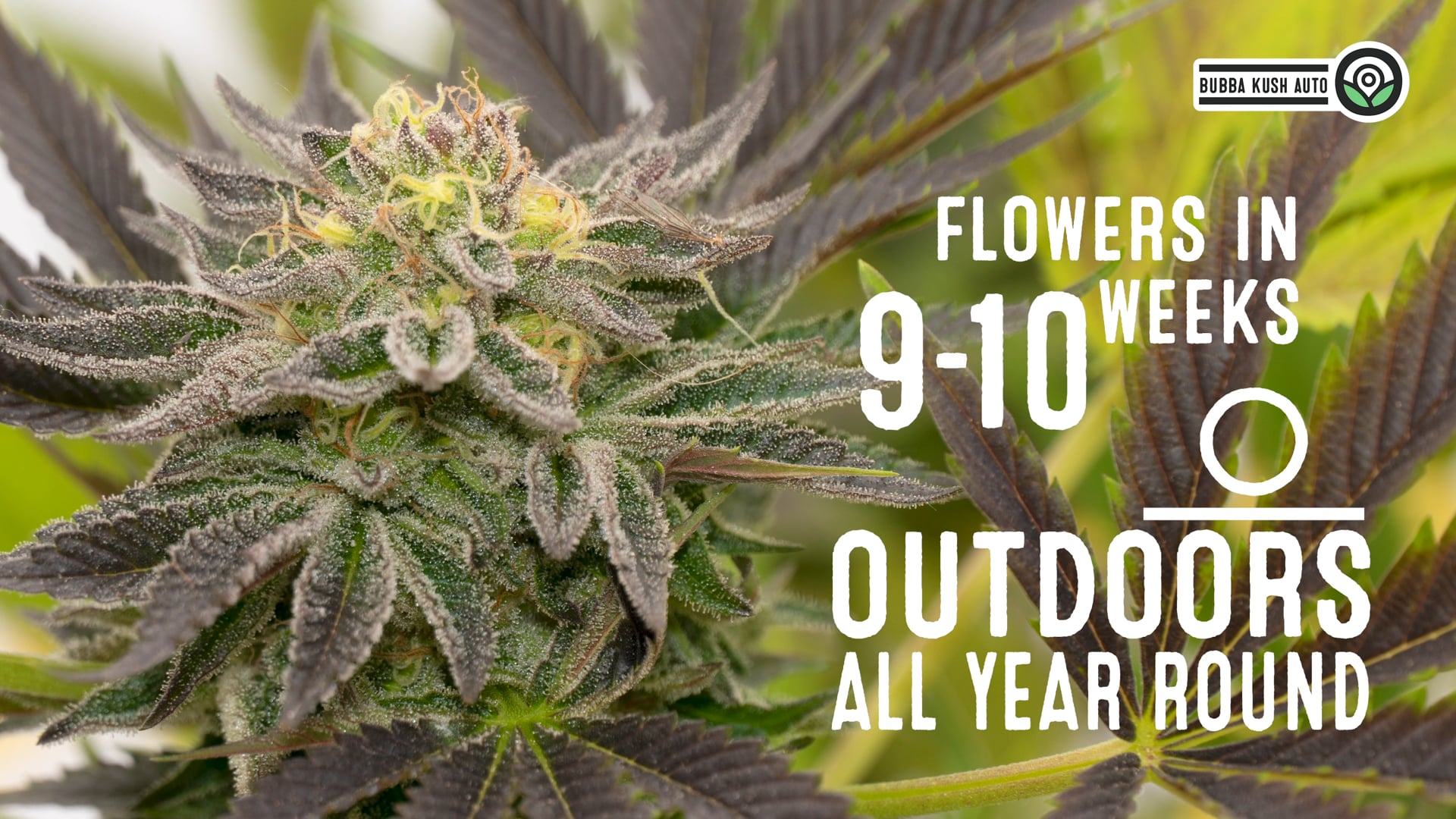 Bubba Kush Autoflower Cannabis Seeds