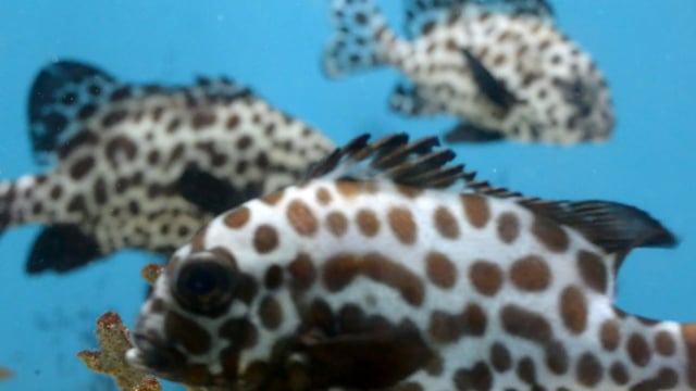 300以上の無料魚 水動画 Hd 4kクリップ Pixabay