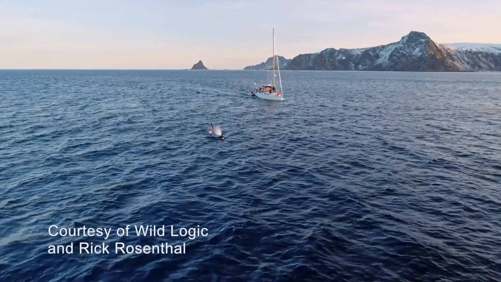 Sir David Attenborough and Whale Wisdom