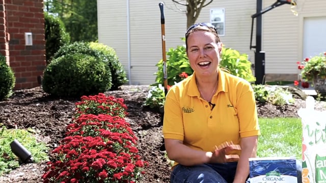 How to Plant And Care For Fall Mums So They’ll Grow Back