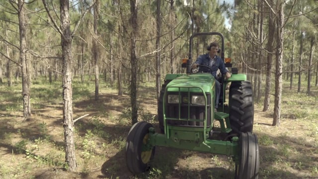 Pine Straw SAE