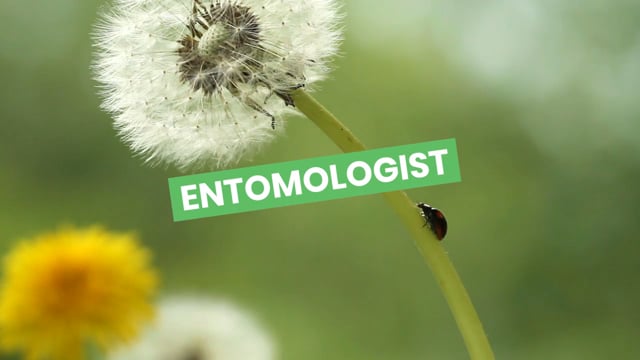 Entomologist video 3