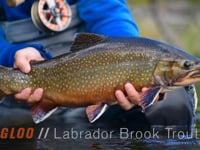 Igloo - Fly Fishing for Trophy Brook Trout