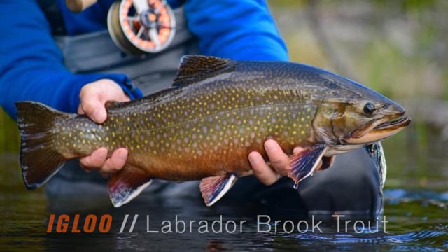 Trolling for trophy Brook Trout, Marmac Lodge, Esnagi Lake, ON