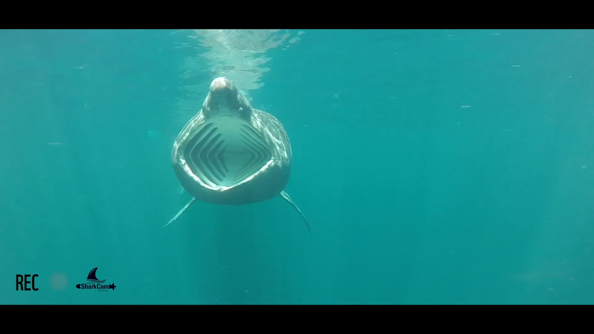 ROBOT CAMERAS REVEAL SECRET LIVES OF BASKING SHARKS