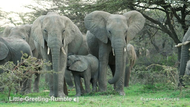 Little-Greeting-Rumble. Context: Affiliative (5)