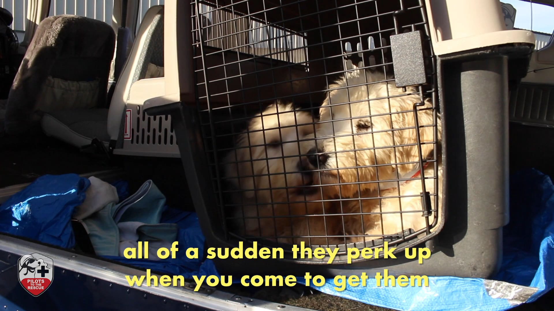 Who are the dogs