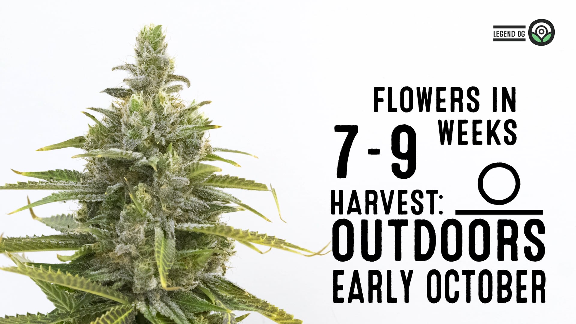 Legend OG Feminized Cannabis Seeds