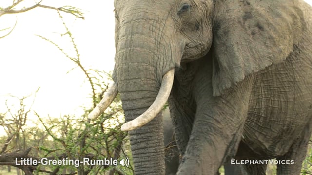 Little-Greeting-Rumble. Context: Affiliative (3)