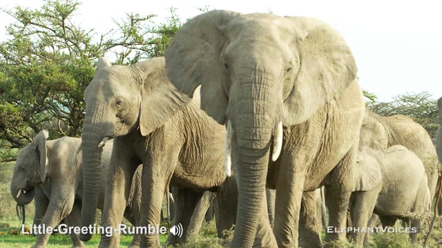 Little-Greeting-Rumble. Context: Affiliative (4)