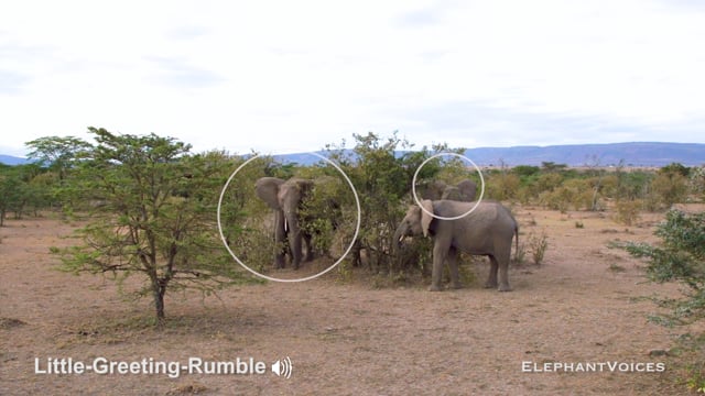 Little-Greeting-Rumble. Context: Affiliative (6)