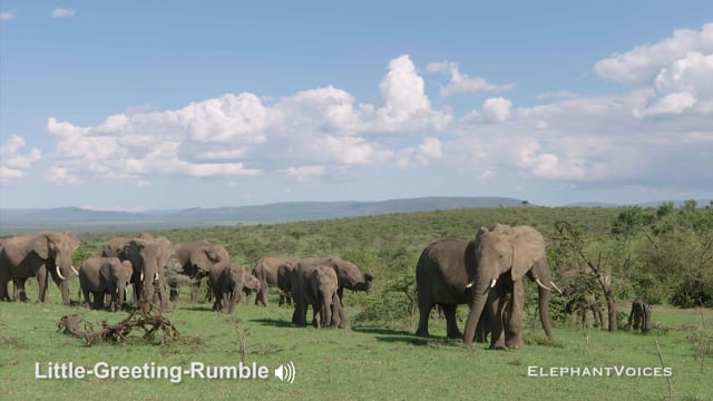 Little-Greeting-Rumble. Context: Affiliative (7)