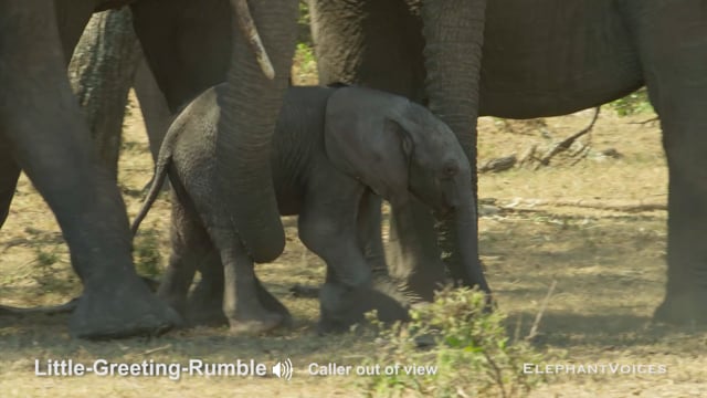 Little-Greeting-Rumble. Context: Affiliative (8)