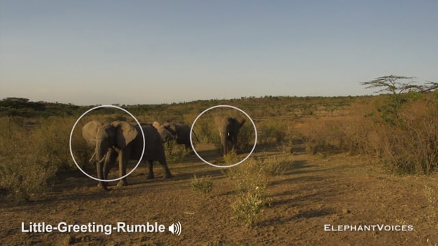 Little-Greeting-Rumble. Context: Affiliative (9)