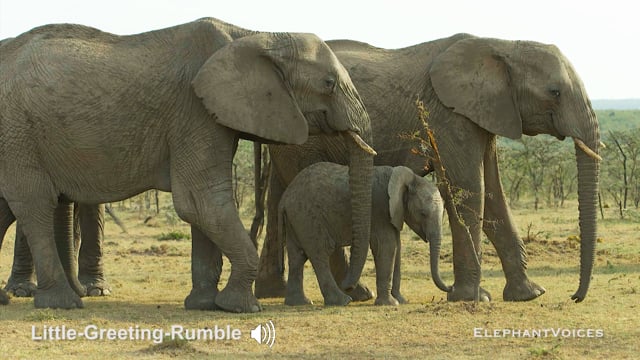 Little-Greeting-Rumble. Context: Affiliative (10)
