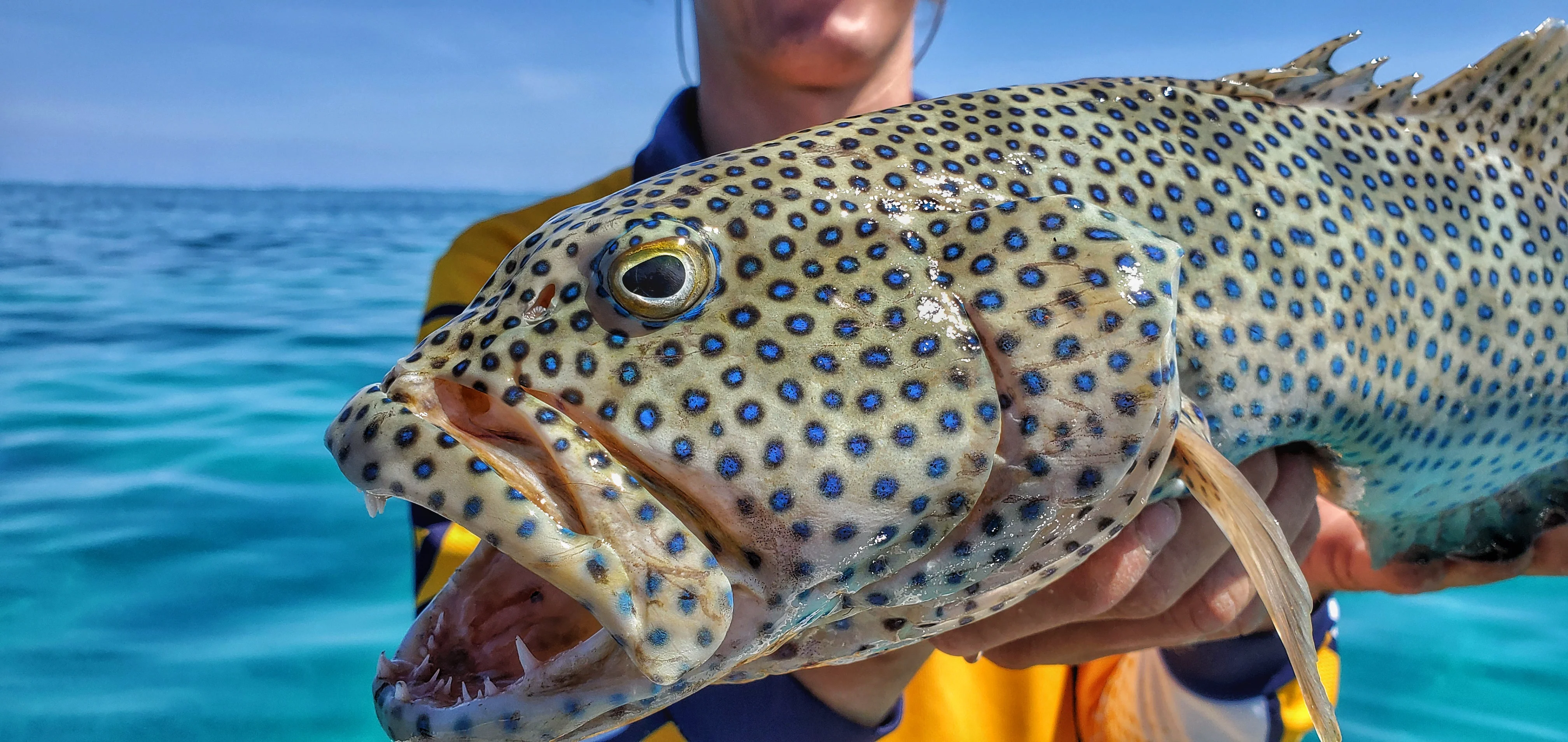 Coral Trout - Reef Fishing on Vimeo