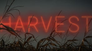 HARVEST | A UBK Studios Short | Graded with FilmConvert