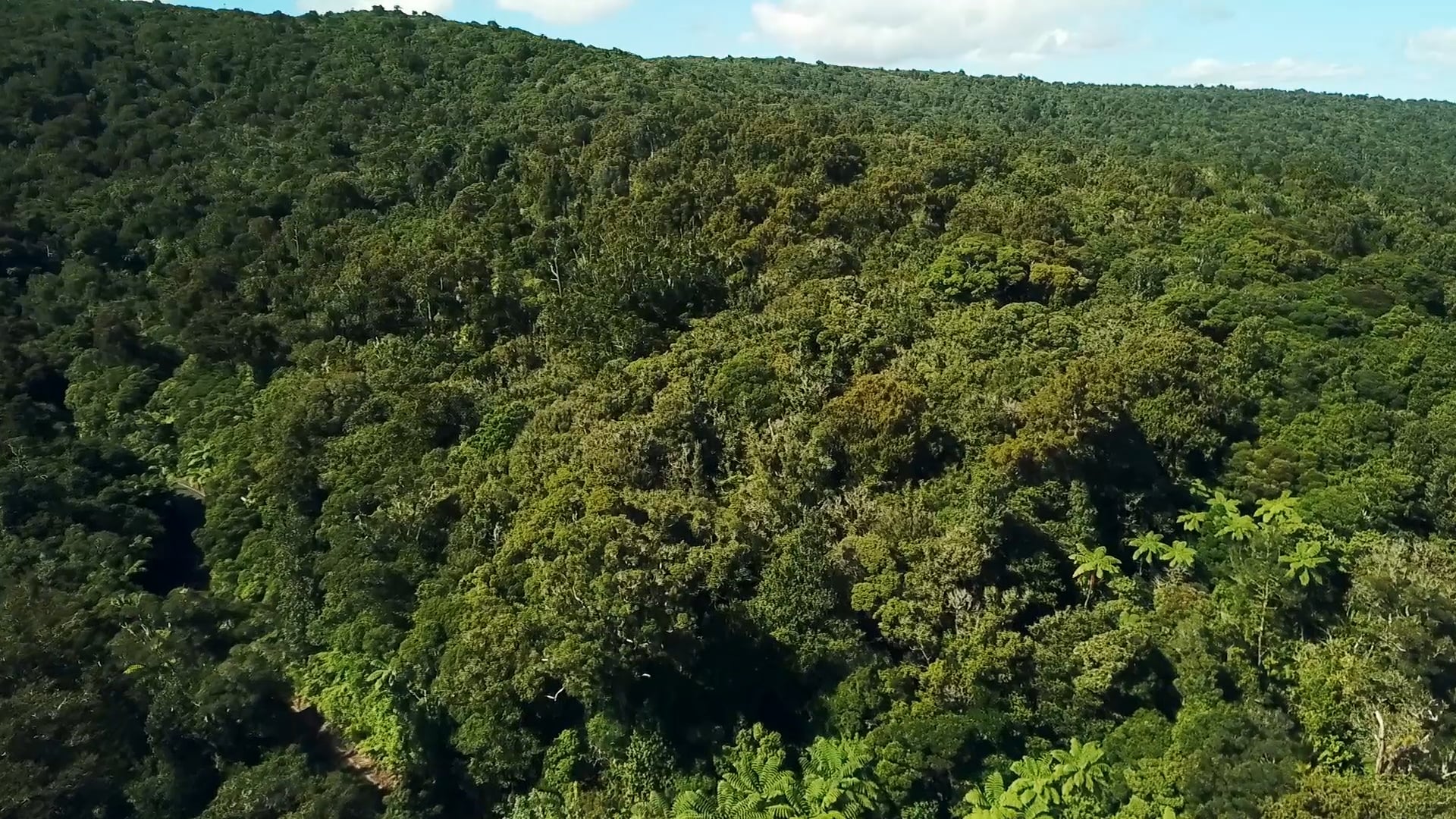YOE - Video: Tāne