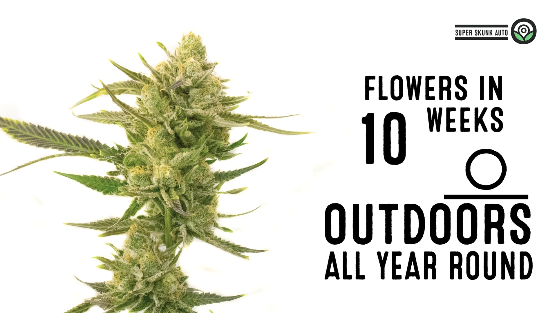 Super Skunk Autoflower Cannabis Seeds