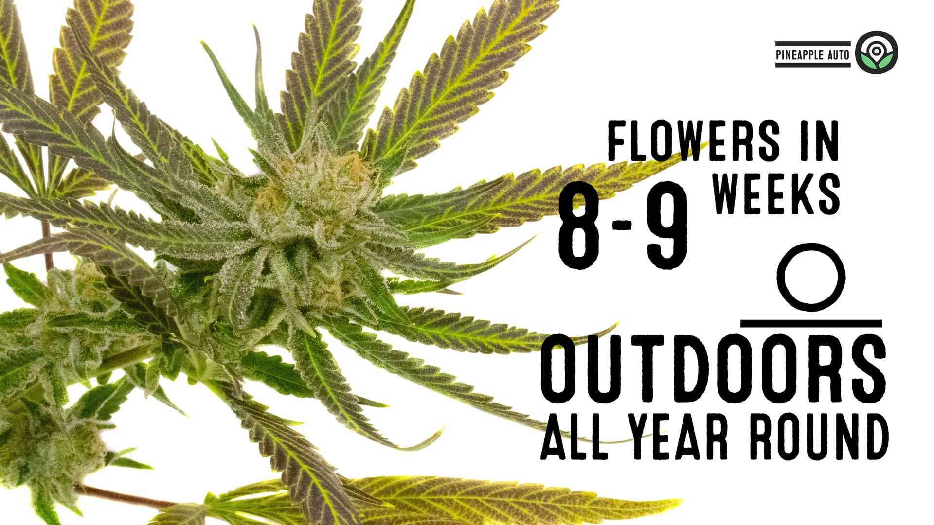 Pineapple Autoflower Cannabis Seeds