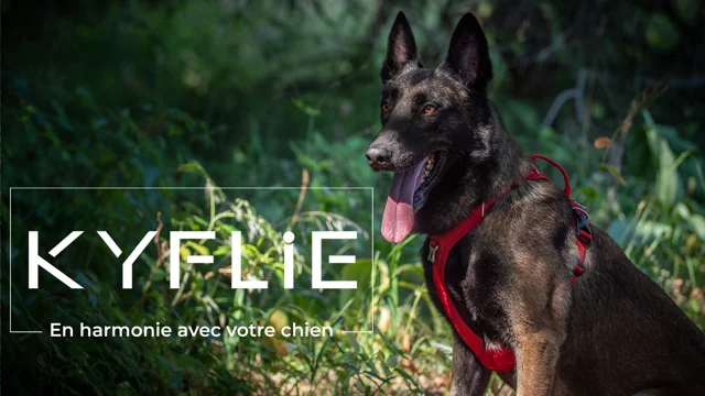 Laisse-Ceinture Otium KYFLIE - All 4 Dog Sports - Sports canins