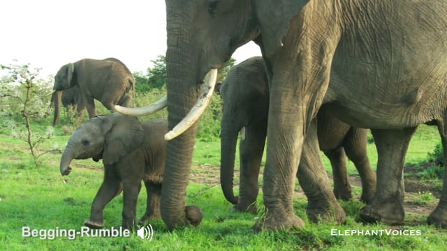 Begging-Rumble. Context: Calf Nourishment & Weaning (3)
