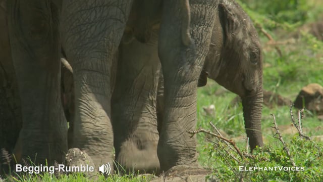 Begging-Rumble. Context: Calf Nourishment & Weaning (4)