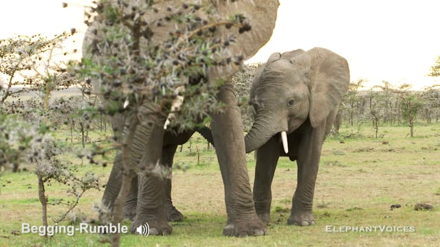 Begging-Rumble. Context: Calf Nourishment & Weaning (5)
