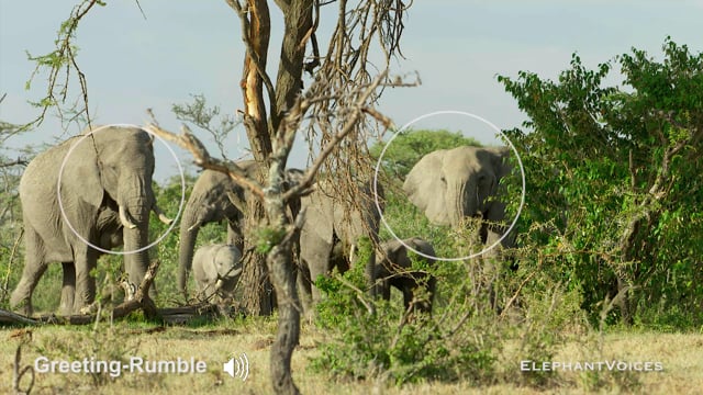 Greeting-Rumble. Context: Affiliative (1)