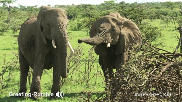 Greeting-Rumble. Context: Affiliative (2)