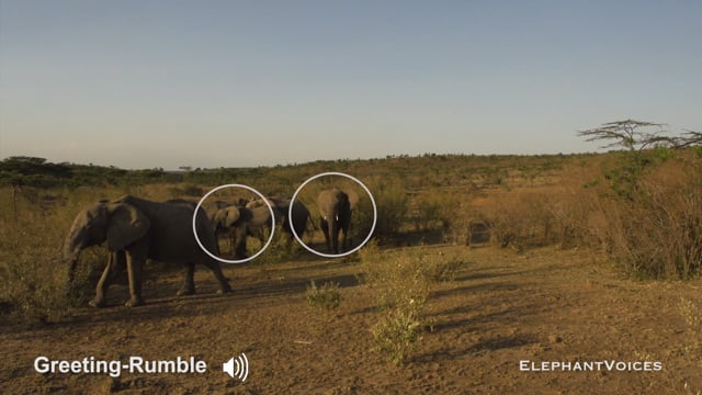 Greeting-Rumble. Context: Affiliative (3)