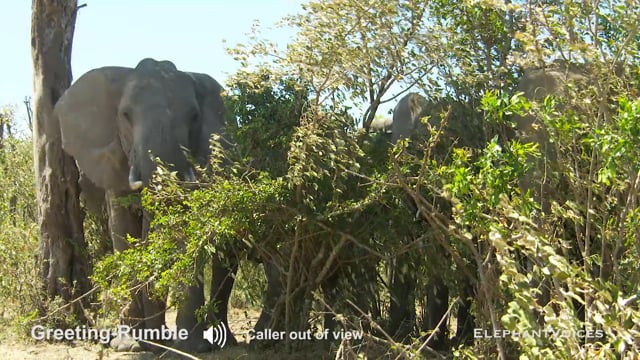 Greeting-Rumble. Context: Affiliative (4)
