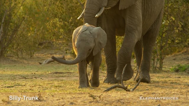 Silly-Trunk. Context: Lone & Object Play (2)